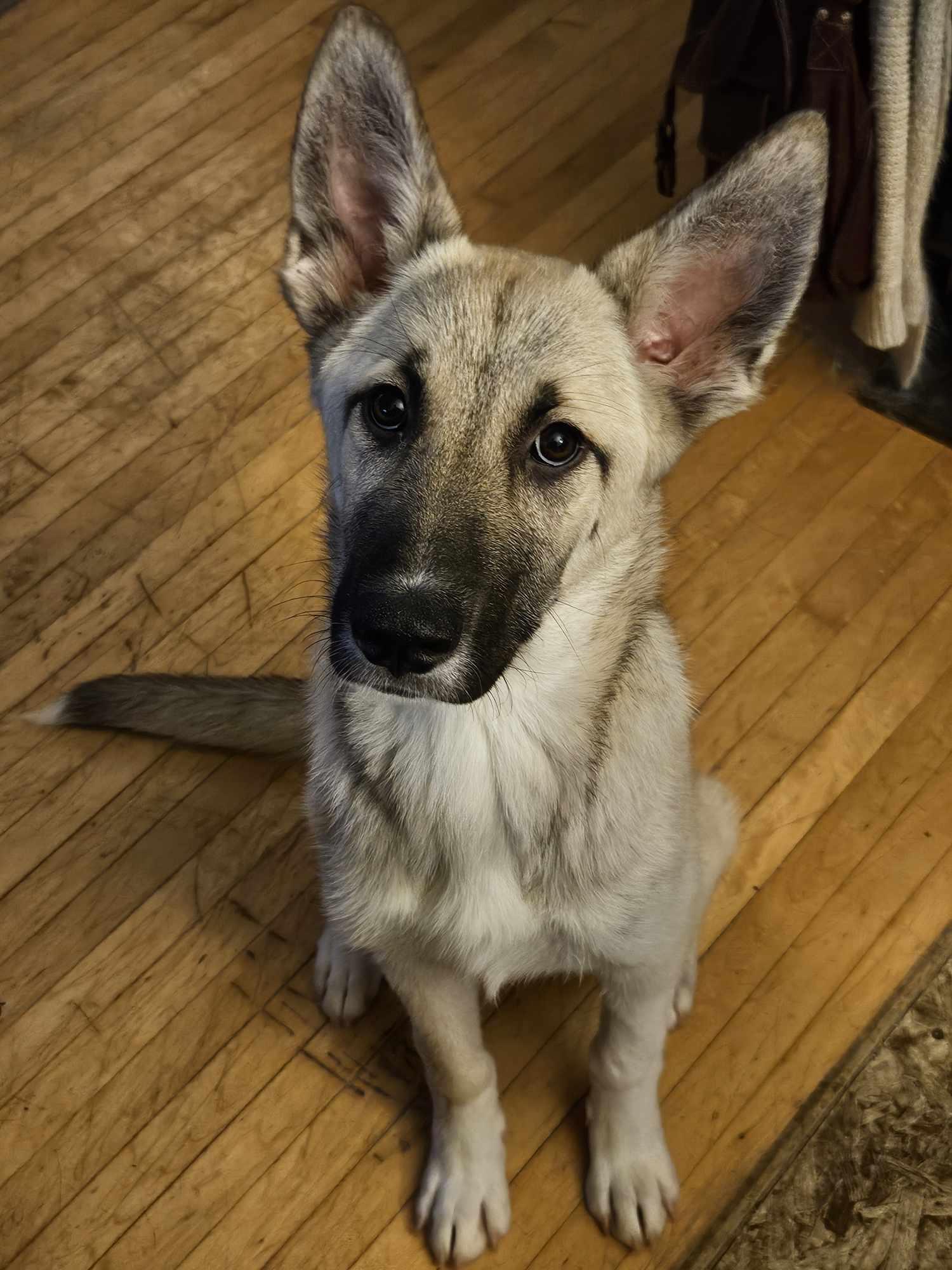 Tansi, a Adoptable mixed breed in Winnipeg, MB image 1/3