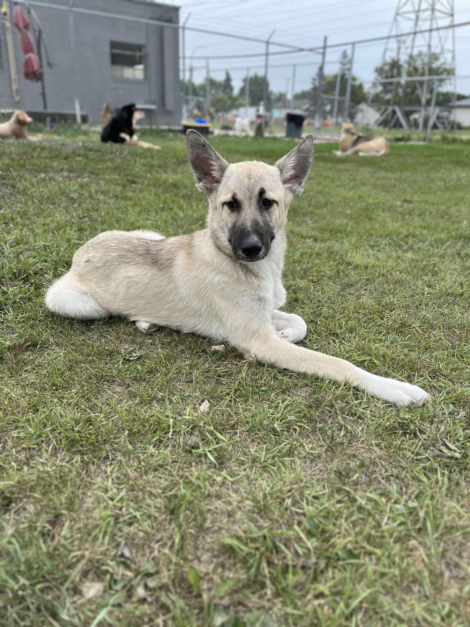 Tansi, an adoptable German Shepherd Dog in Winnipeg, MB, R3J 1W8 | Photo Image 3