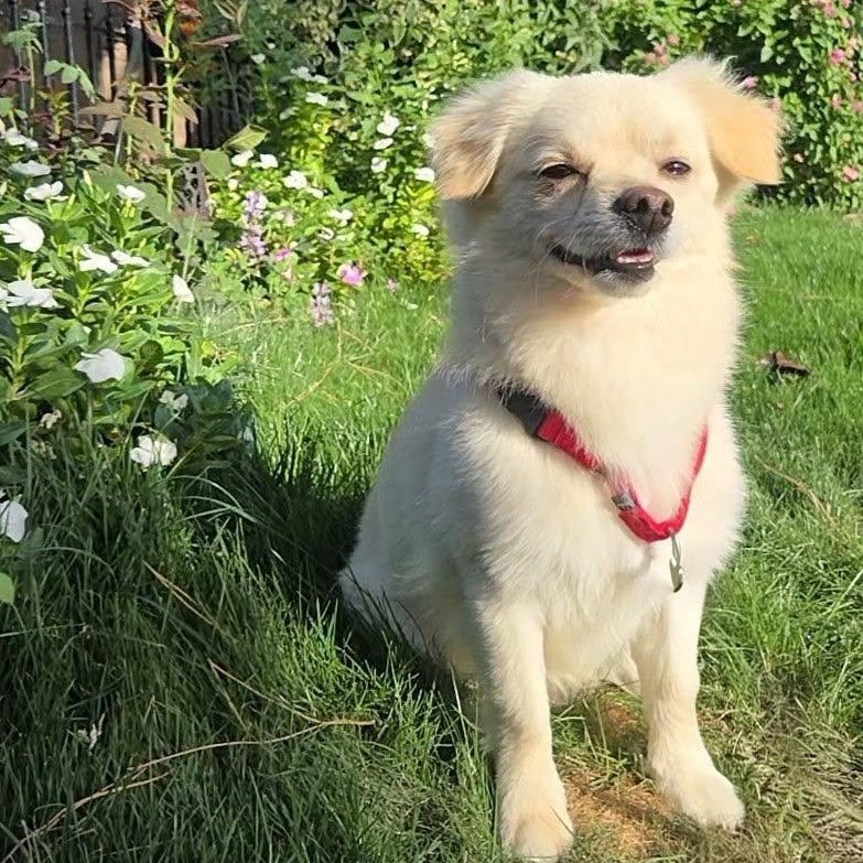 Enlarge Mateo, a Adoptable mixed breed in Phoenix, AZ image 3/6