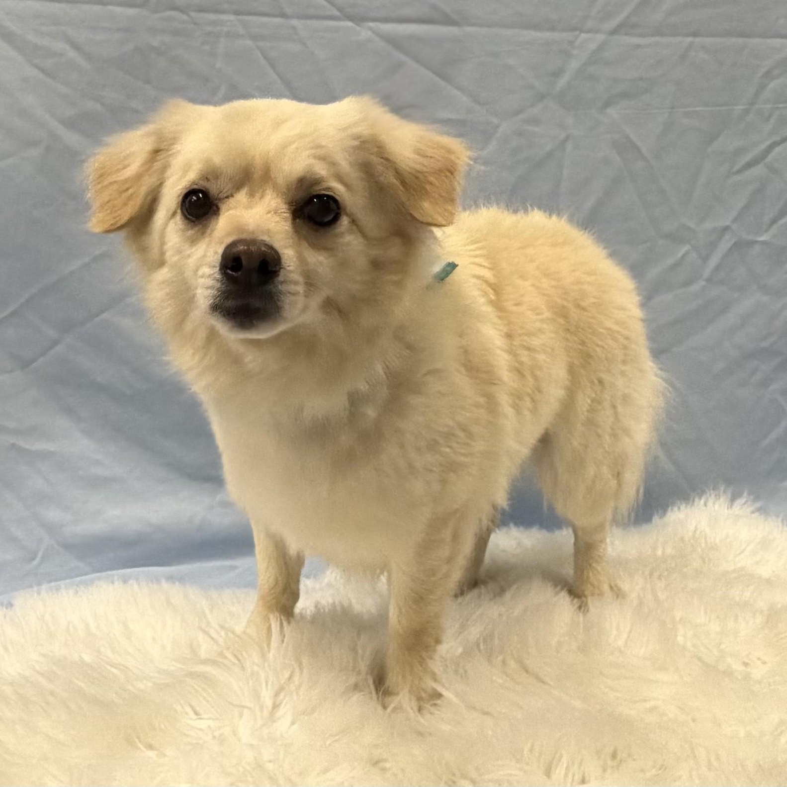 Mateo, an adoptable mixed breed in Phoenix, AZ image 5/6