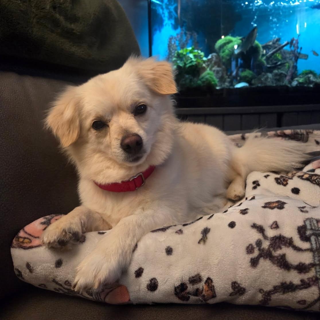 Enlarge Mateo, a Adoptable mixed breed in Phoenix, AZ image 6/6