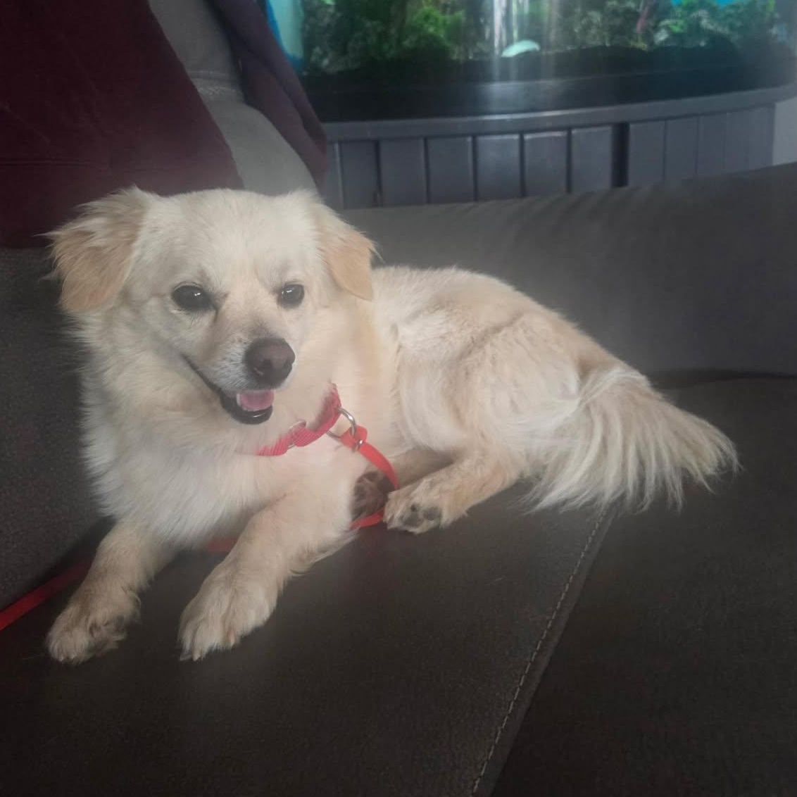 Enlarge Mateo, a Adoptable mixed breed in Phoenix, AZ image 4/6