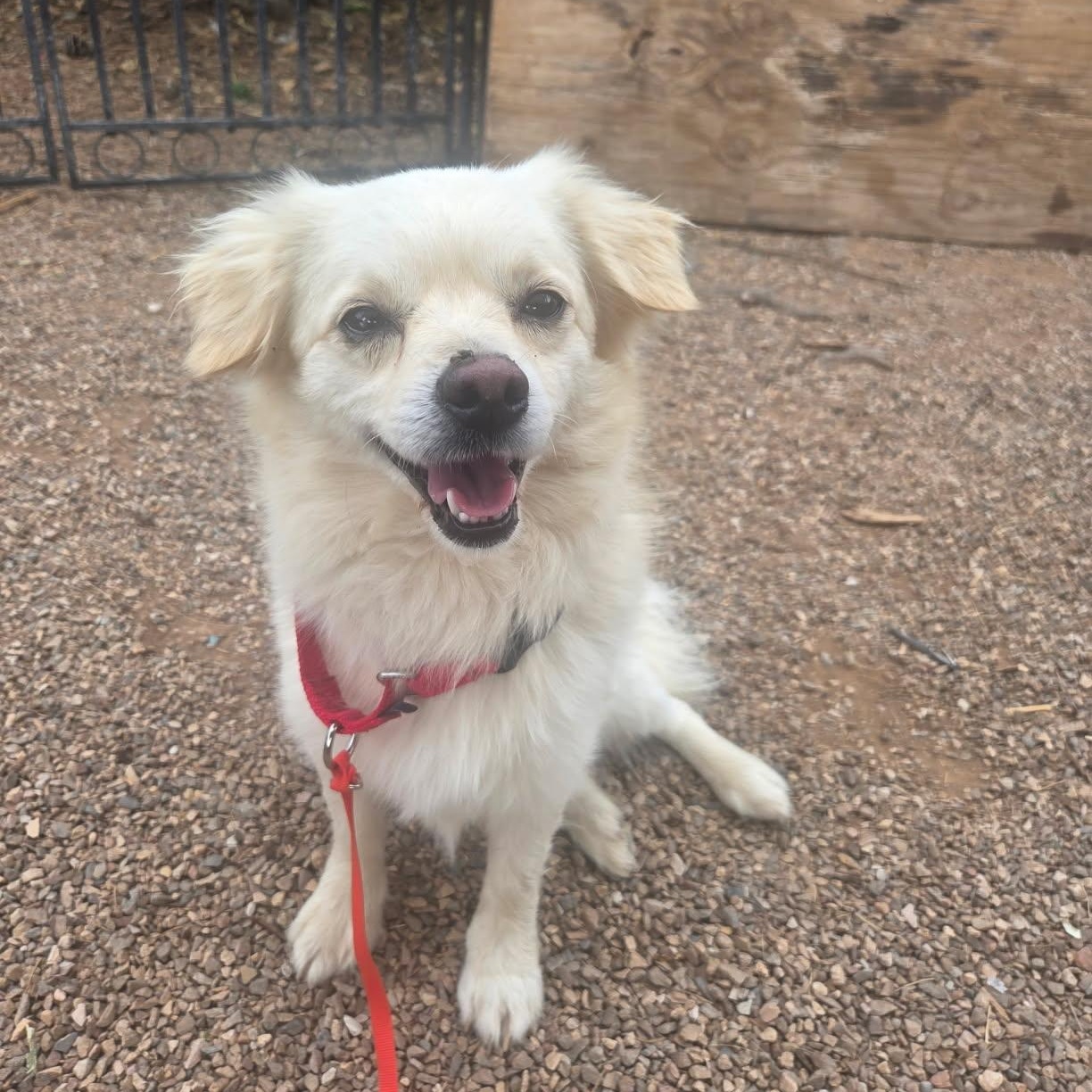 Enlarge Mateo, a Adoptable mixed breed in Phoenix, AZ image 2/6