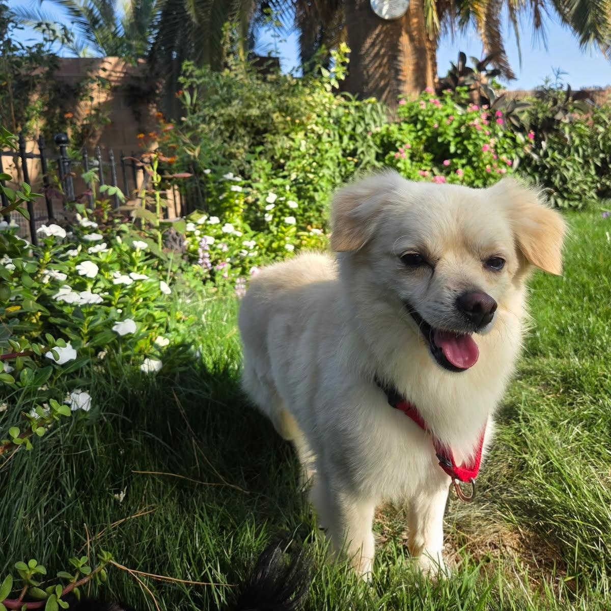 Mateo, Adoptable, Adult Male Chihuahua.