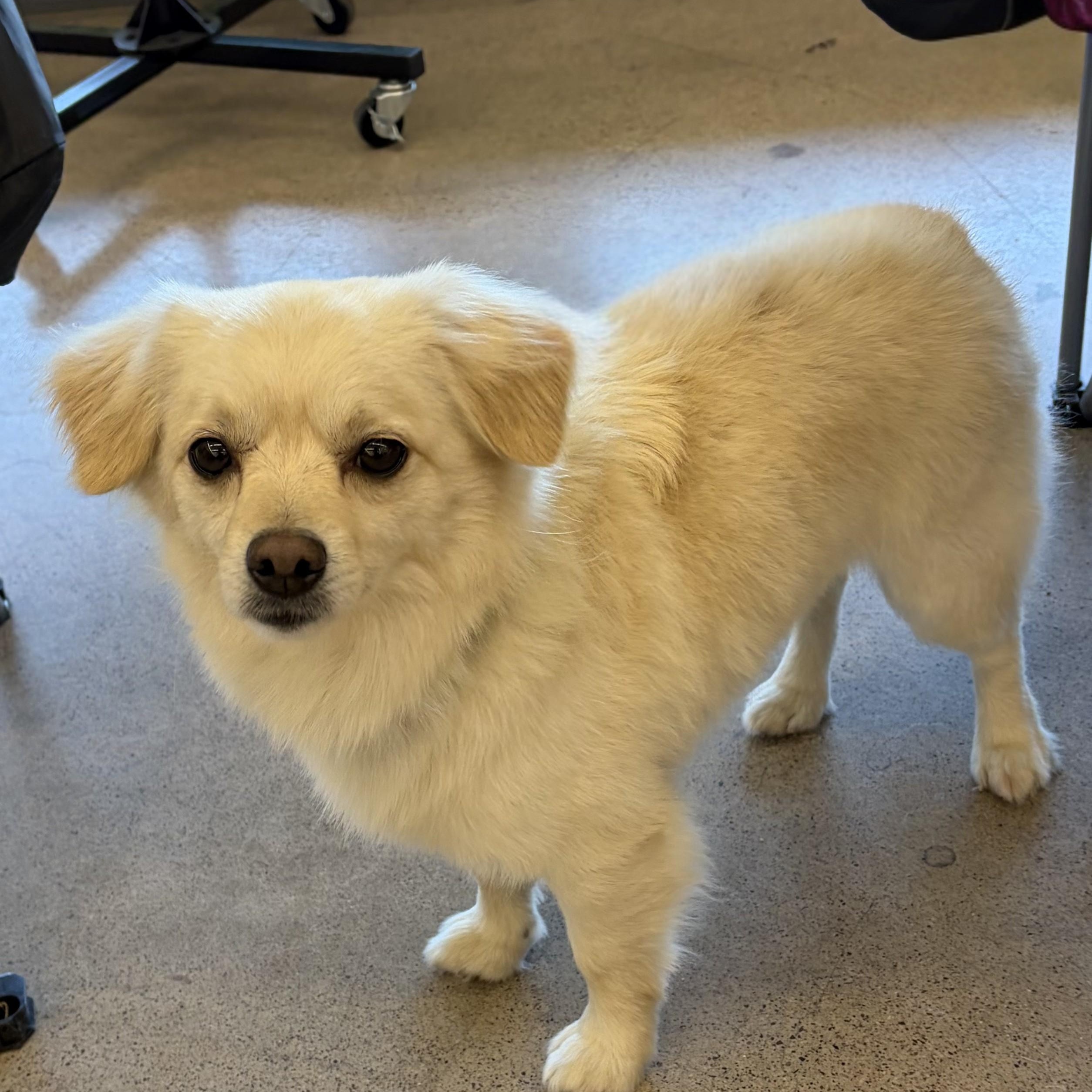 Mateo, an adoptable mixed breed in Phoenix, AZ image 6/6