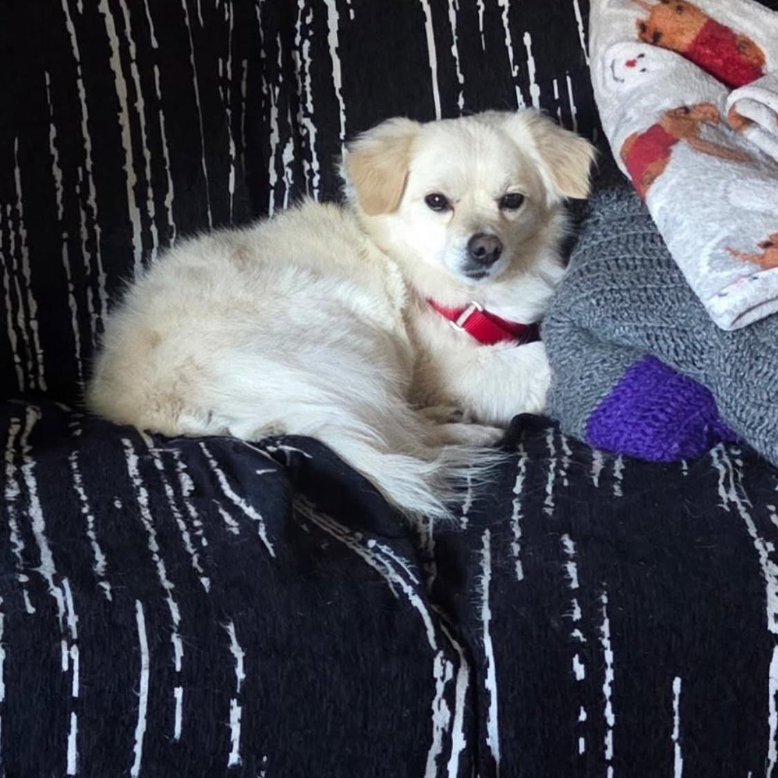 Enlarge Mateo, a Adoptable mixed breed in Phoenix, AZ image 5/6