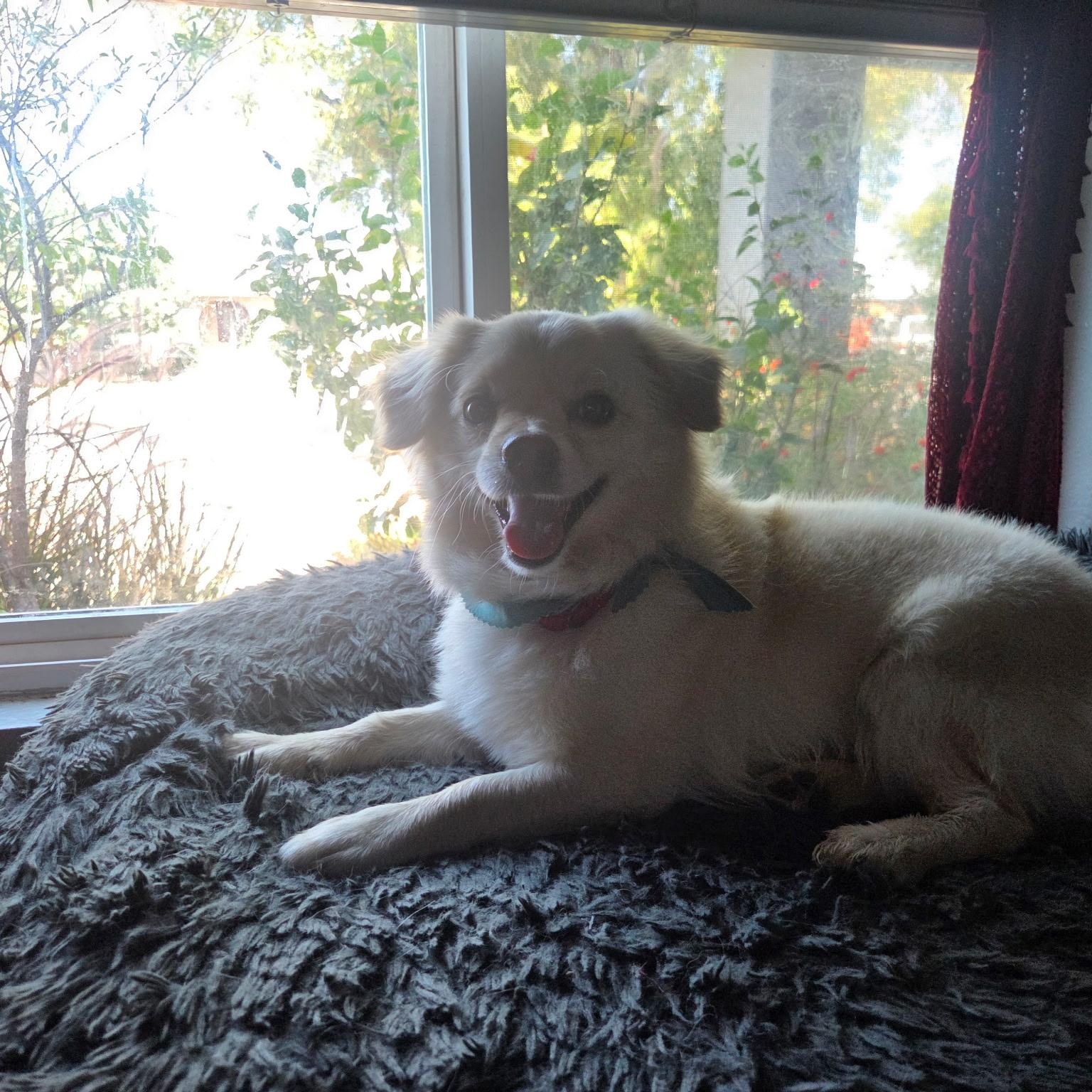 Mateo, an adoptable mixed breed in Phoenix, AZ image 1/6