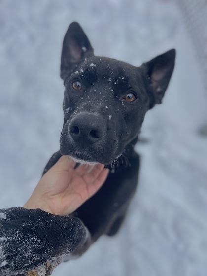 Perry, Adoptable, Adult Male Shepherd & Mixed Breed.