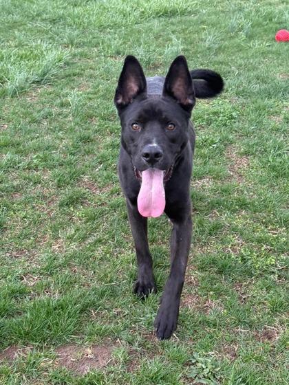 Perry, a Adoptable mixed breed in Columbus, IN image 1/3