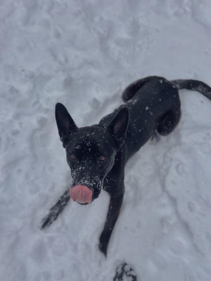 Enlarge Perry, a Adoptable mixed breed in Columbus, IN image 2/3