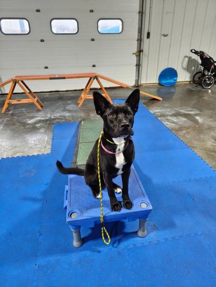 Perry, Adoptable, Adult Male Shepherd & Mixed Breed.