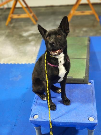 Enlarge Perry, a Adoptable mixed breed in Columbus, IN image 3/3