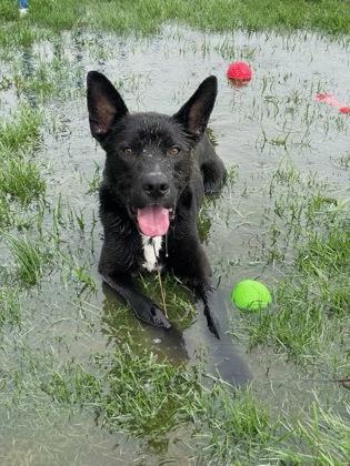 Perry, a Adoptable mixed breed in Columbus, IN image 2/3