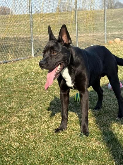 Perry, a Adoptable mixed breed in Columbus, IN image 3/3