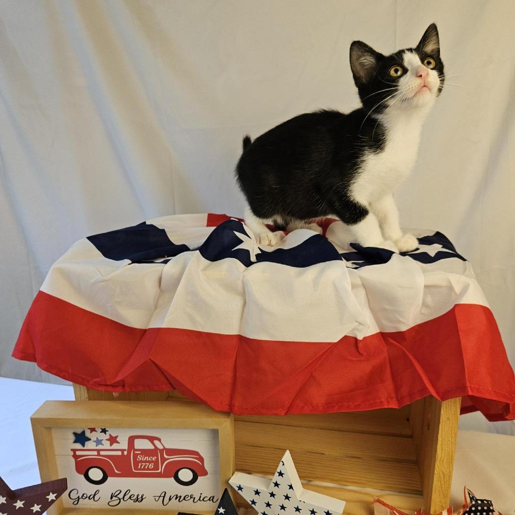 Enlarge Casey, a Adoptable Domestic Short Hair in Charlottesville, VA image 2/6