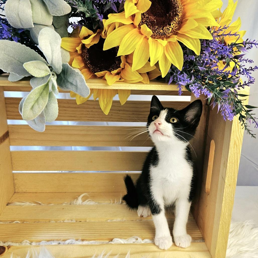 Enlarge Casey, a Adoptable Domestic Short Hair in Charlottesville, VA image 3/6