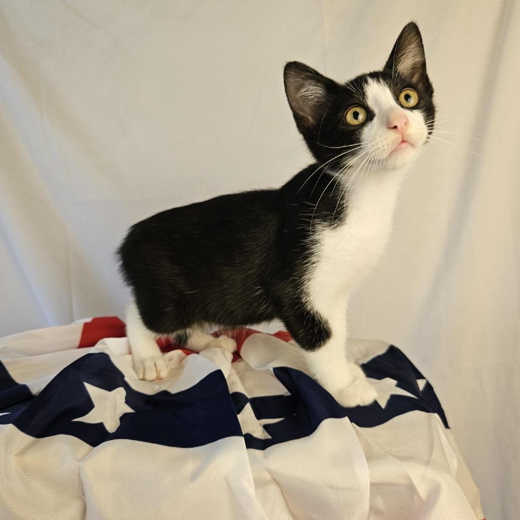 Enlarge Casey, a Adoptable Domestic Short Hair in Charlottesville, VA image 4/6