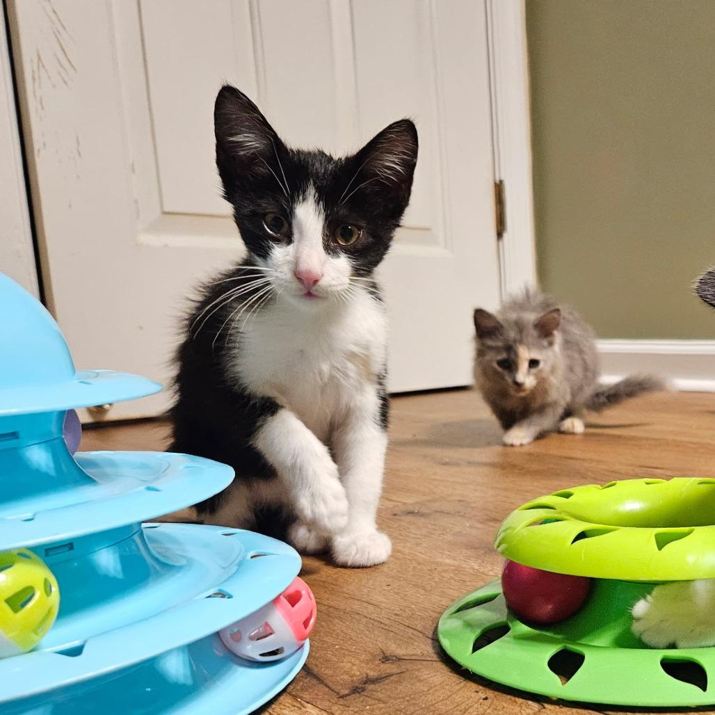Enlarge Casey, a Adoptable Domestic Short Hair in Charlottesville, VA image 6/6