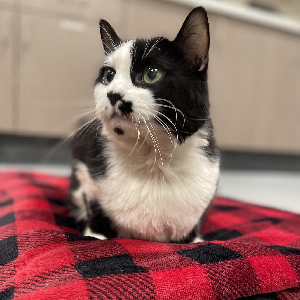 Lindo, Adoptable, Adult Male Domestic Short Hair.