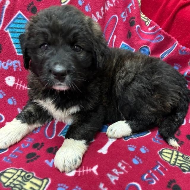 Enlarge Khloe, a ADOPTABLE mixed breed in Bartonsville, PA image 3/4