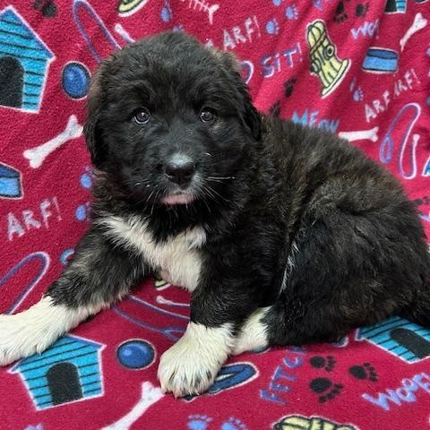 Enlarge Khloe, a ADOPTABLE mixed breed in Bartonsville, PA image 2/4