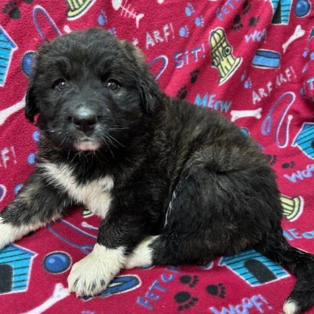 Khloe, ADOPTABLE, Puppy Female Bernese Mountain Dog & Anatolian Shepherd.