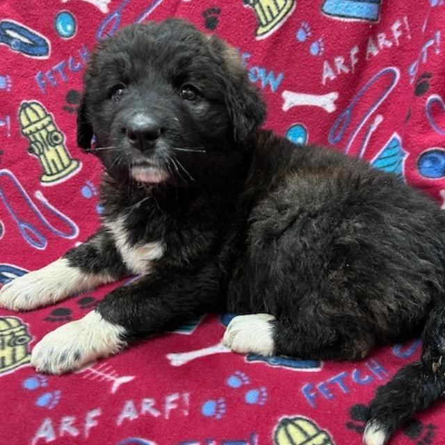 Enlarge Khloe, a ADOPTABLE mixed breed in Bartonsville, PA image 4/4