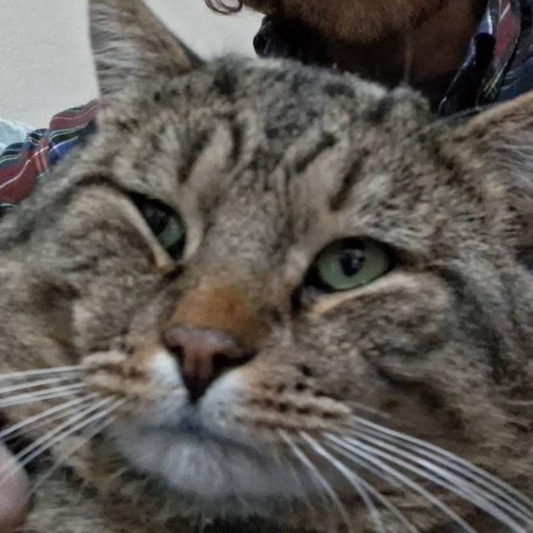 Enlarge Mookie Landis, a Adoptable Domestic Short Hair in Eagle Mountain, UT image 1/1