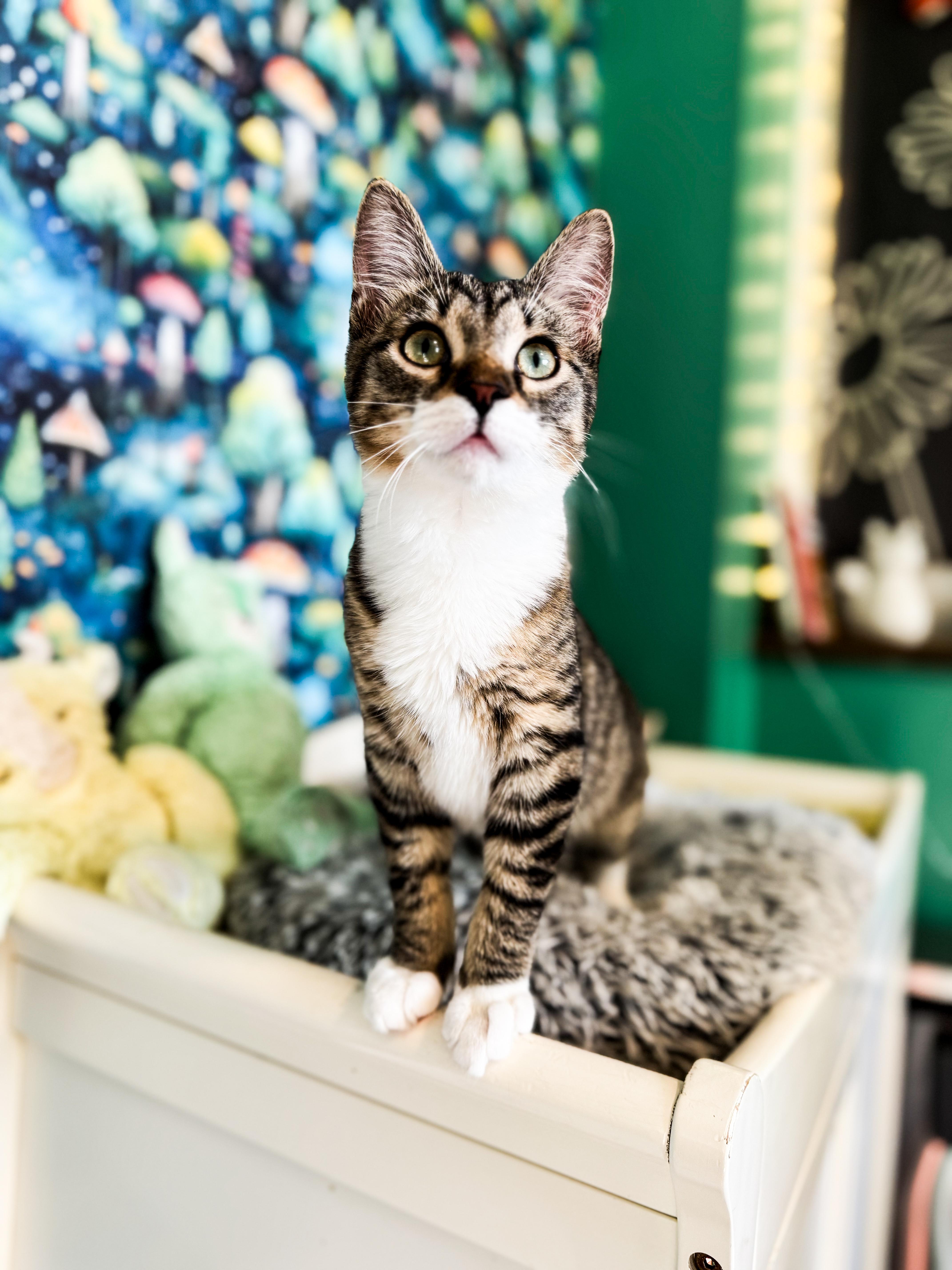 Kris, Adoptable, Kitten Male Domestic Short Hair.