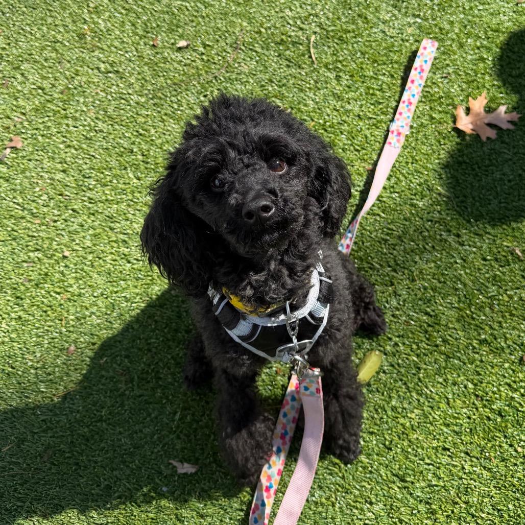 Enlarge Georgie, a Adoptable Poodle in Warwick, RI image 1/1