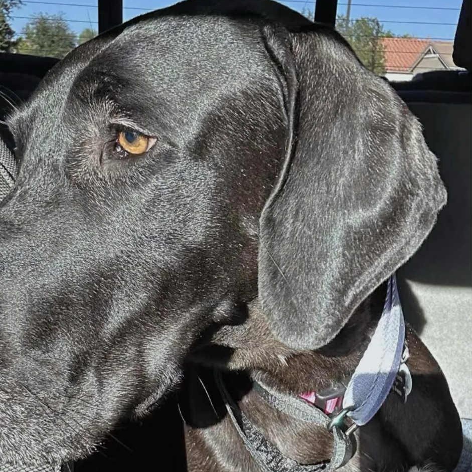 Enlarge Tolleson, an adopted Great Dane in Mesa, AZ image 1/5