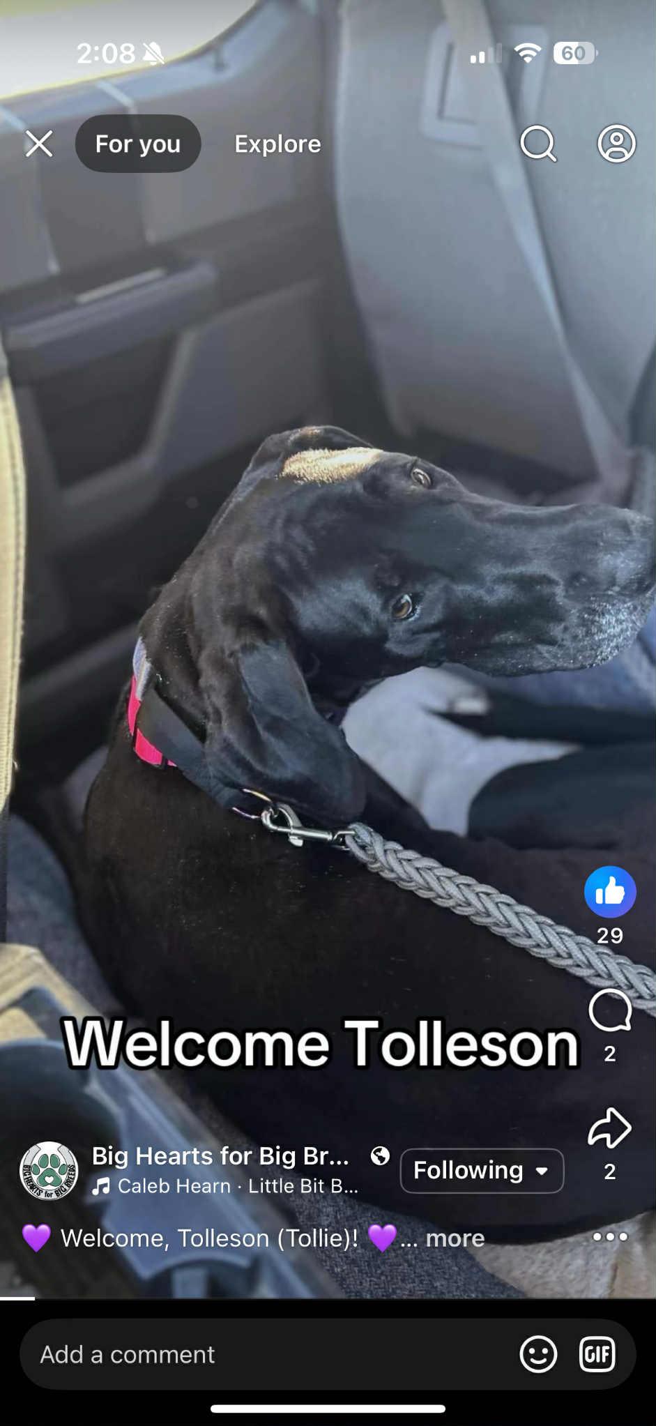 Enlarge Tolleson, an adopted Great Dane in Mesa, AZ image 2/5