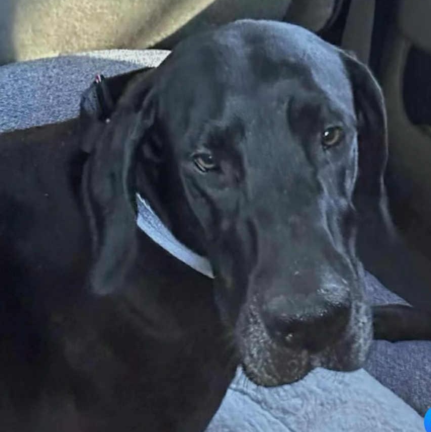 Enlarge Tolleson, an adopted Great Dane in Mesa, AZ image 3/5