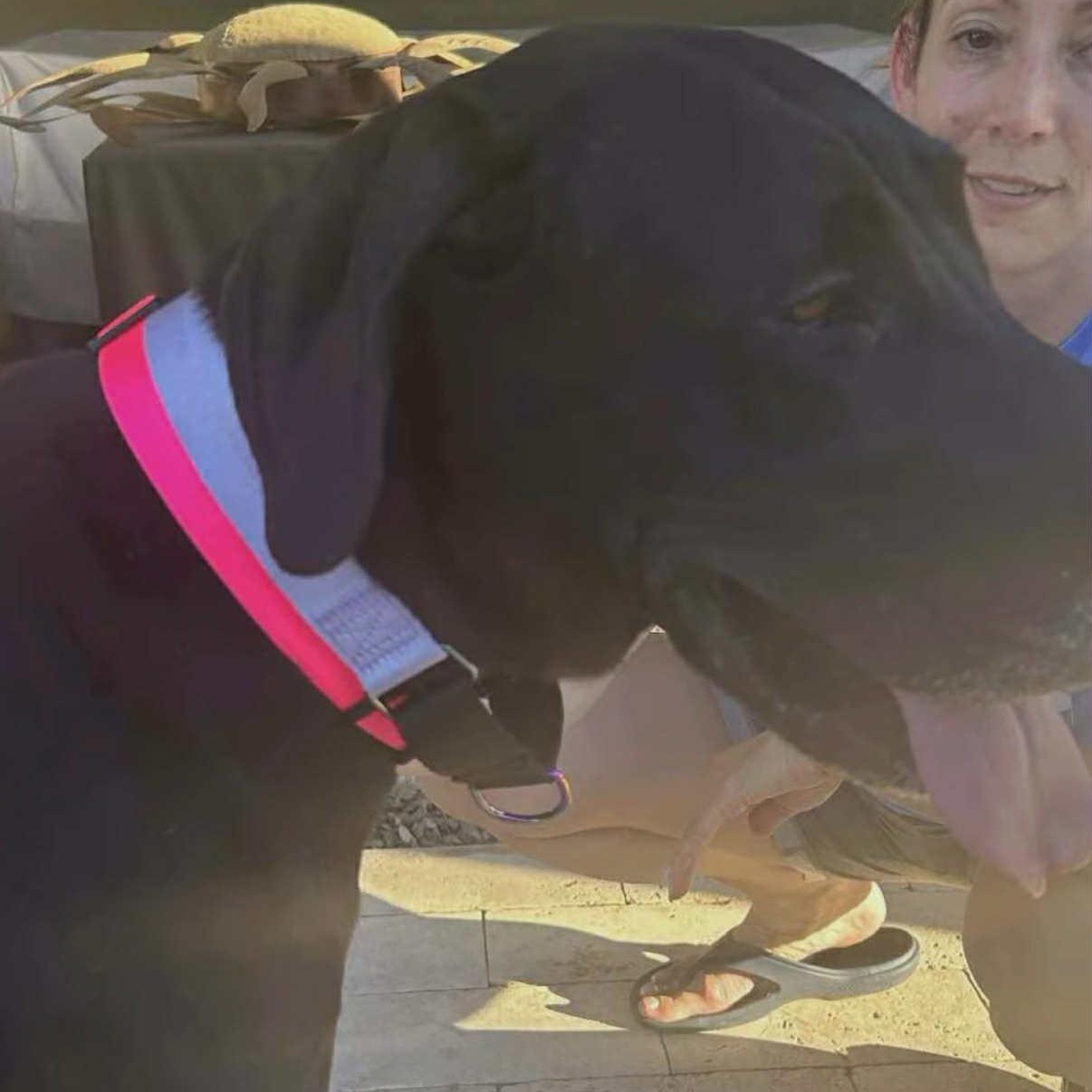 Enlarge Tolleson, an adopted Great Dane in Mesa, AZ image 5/5