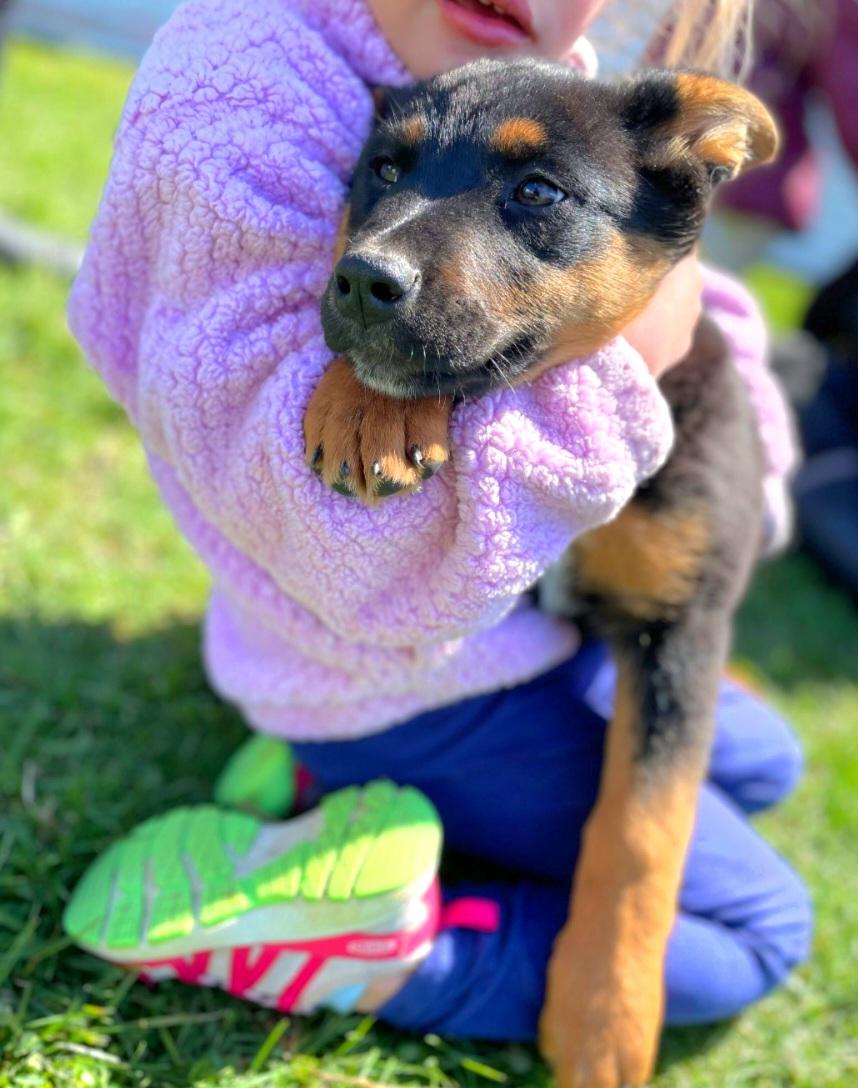 Enlarge Jasmine, a ADOPTABLE mixed breed in Liberty Center, OH image 6/6