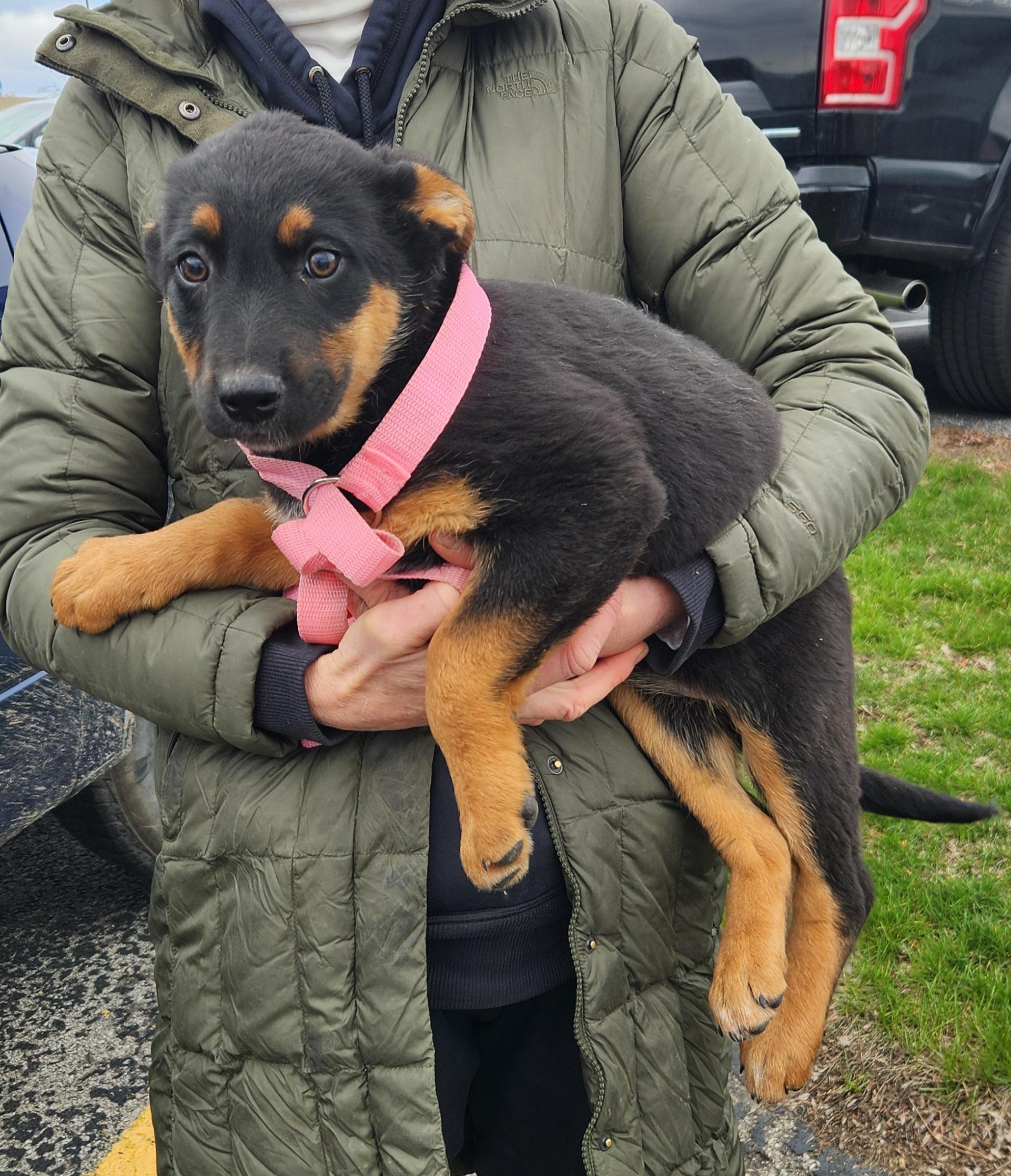 Enlarge Jasmine, a ADOPTABLE mixed breed in Liberty Center, OH image 4/6