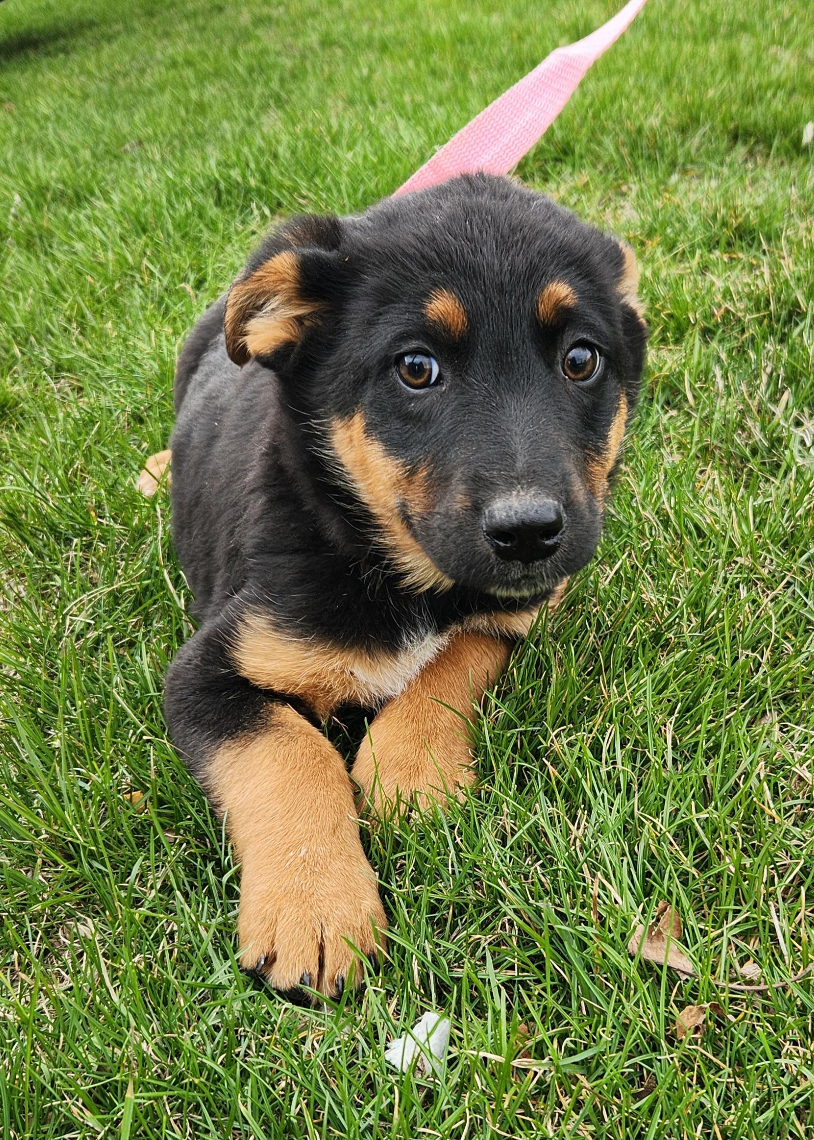 Enlarge Jasmine, a ADOPTABLE mixed breed in Liberty Center, OH image 2/6