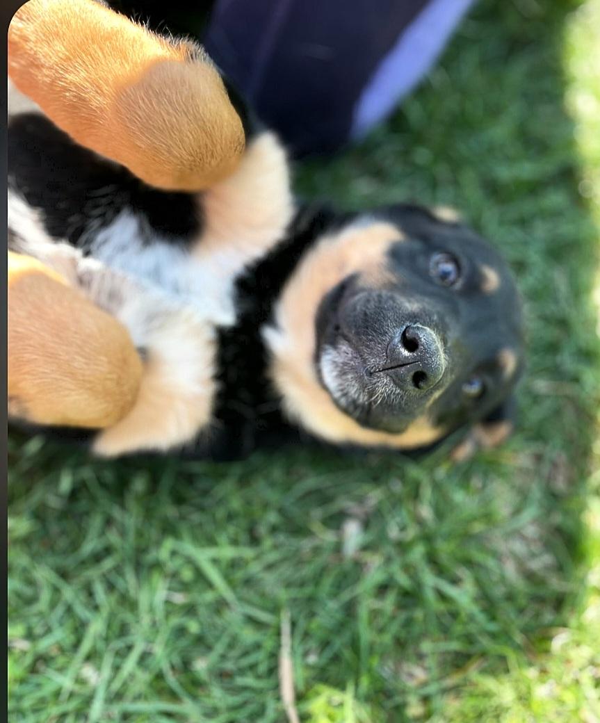 Enlarge Jasmine, a ADOPTABLE mixed breed in Liberty Center, OH image 1/6