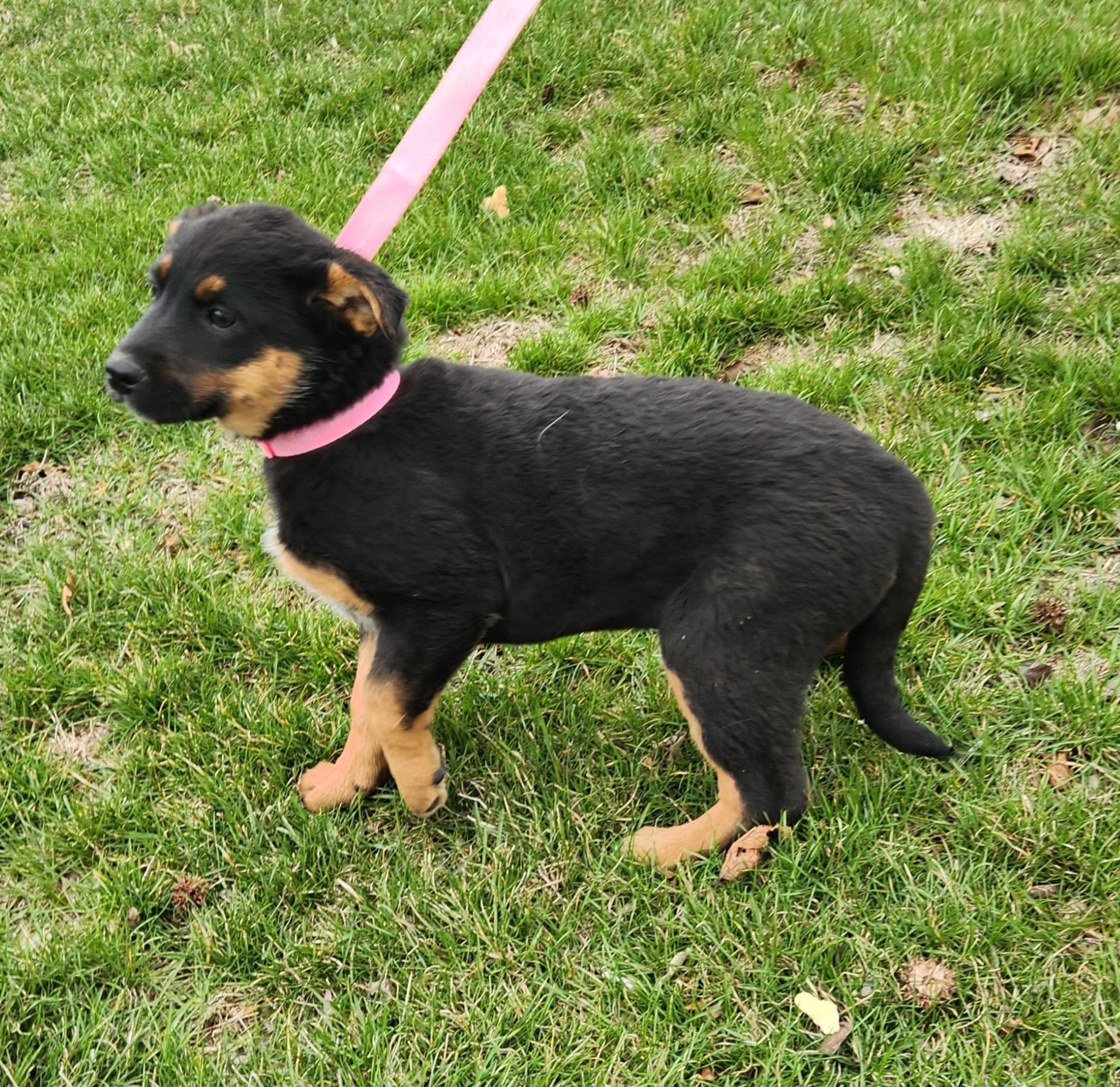 Enlarge Jasmine, a ADOPTABLE mixed breed in Liberty Center, OH image 3/6