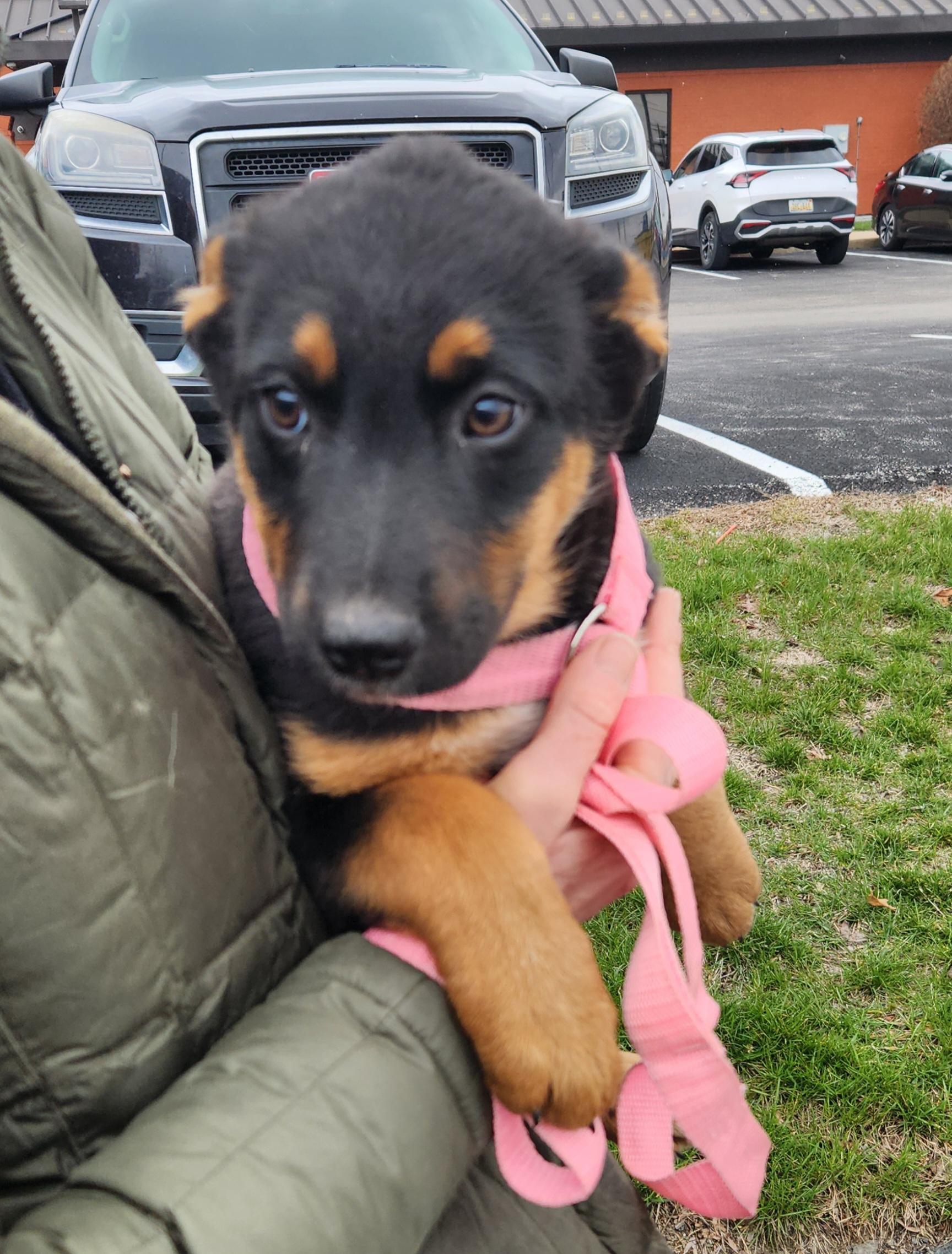 Enlarge Jasmine, a ADOPTABLE mixed breed in Liberty Center, OH image 5/6