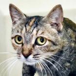 Enlarge Olga, a Adoptable mixed breed in El Cajon, CA image 1/1