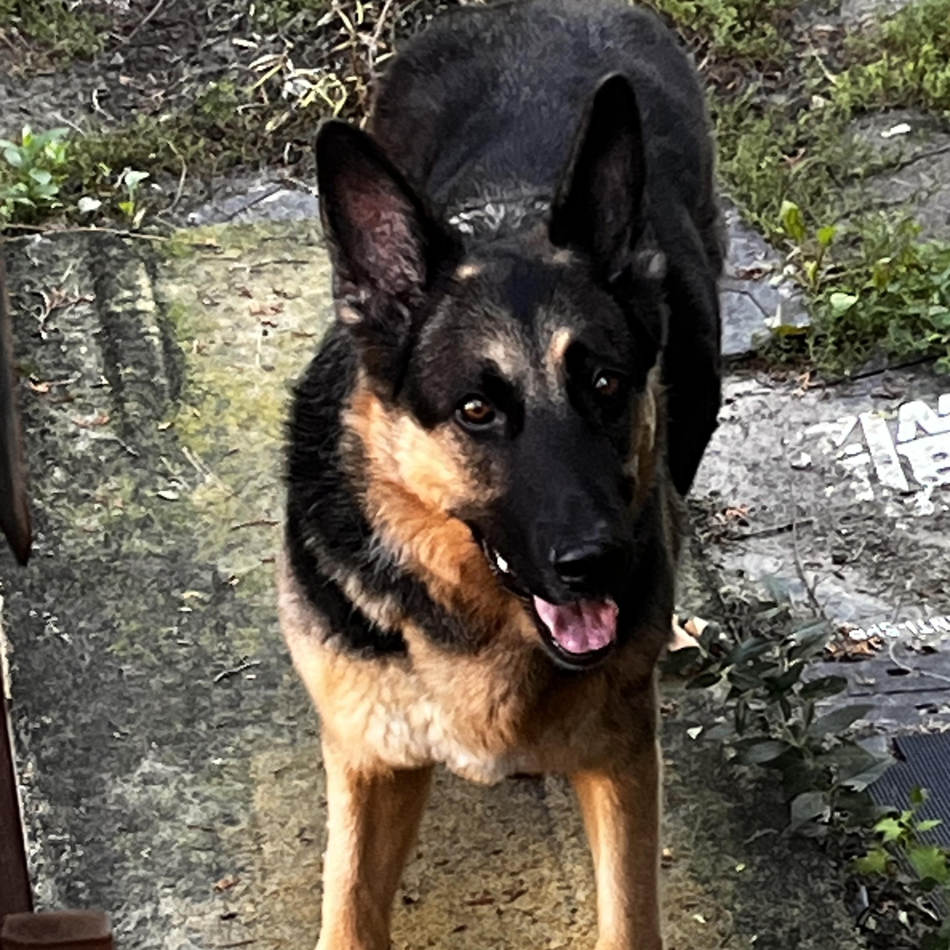 Enlarge SISSI, a ADOPTABLE German Shepherd Dog in North York, ON image 6/6