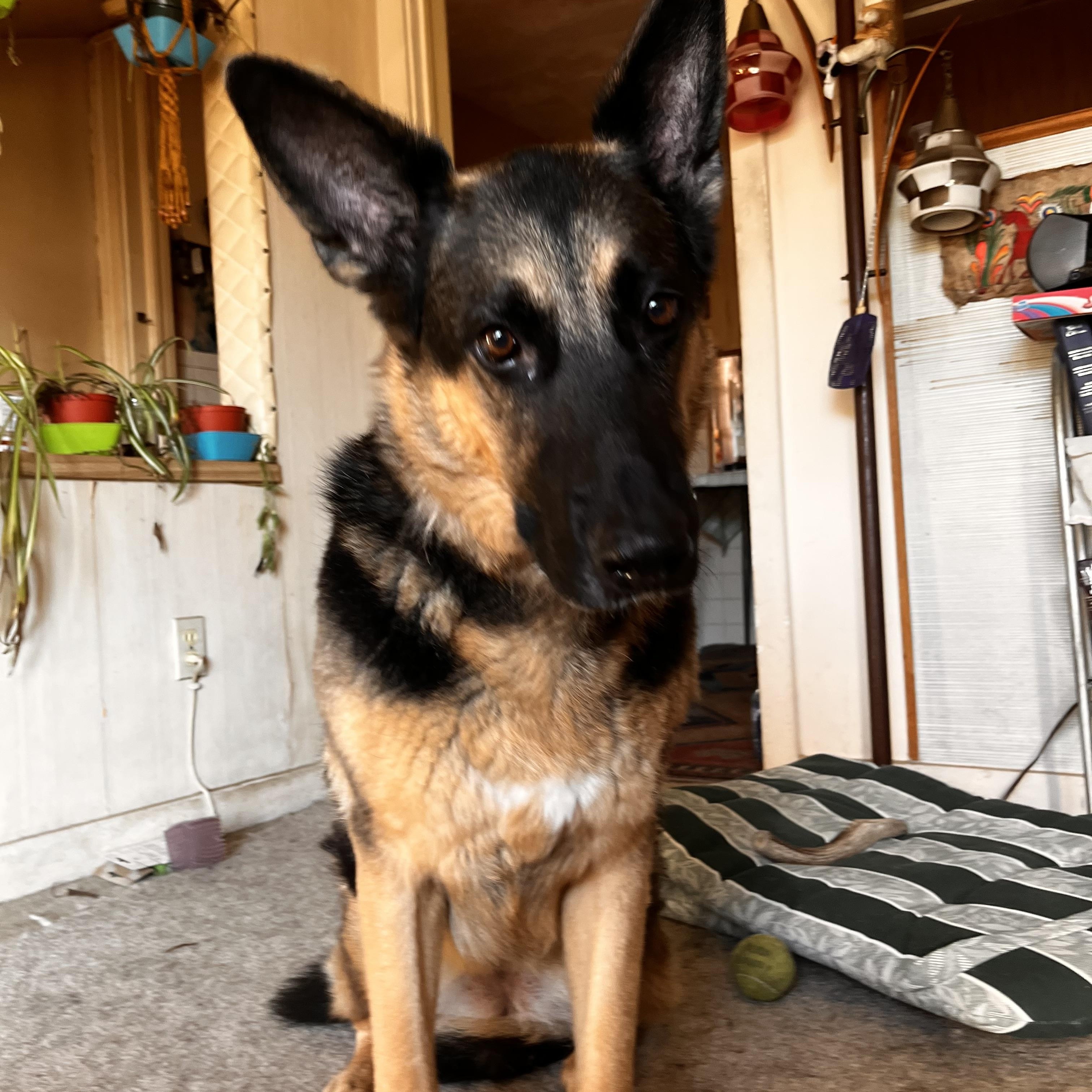 Enlarge SISSI, a ADOPTABLE German Shepherd Dog in North York, ON image 3/6