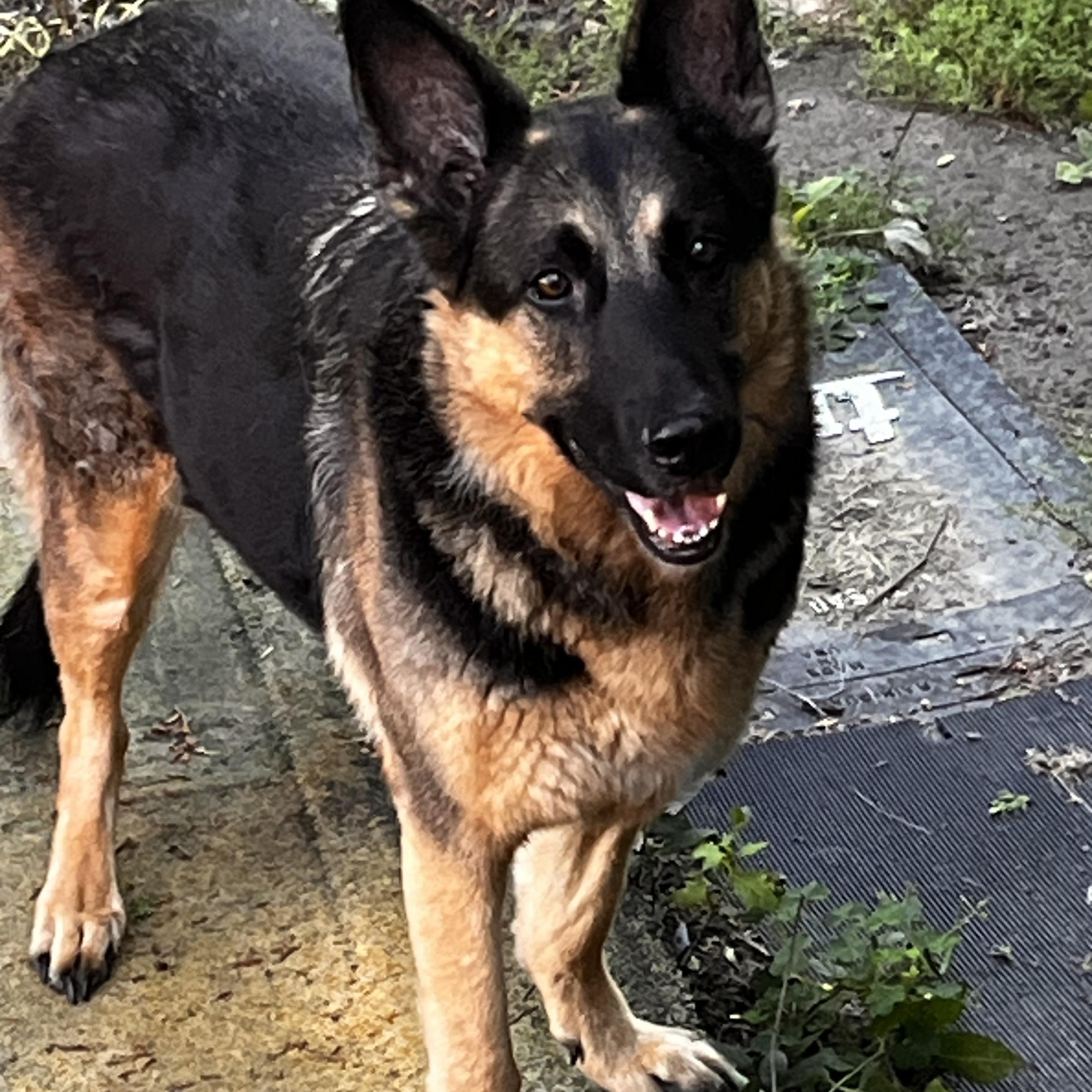 Enlarge SISSI, a ADOPTABLE German Shepherd Dog in North York, ON image 4/6