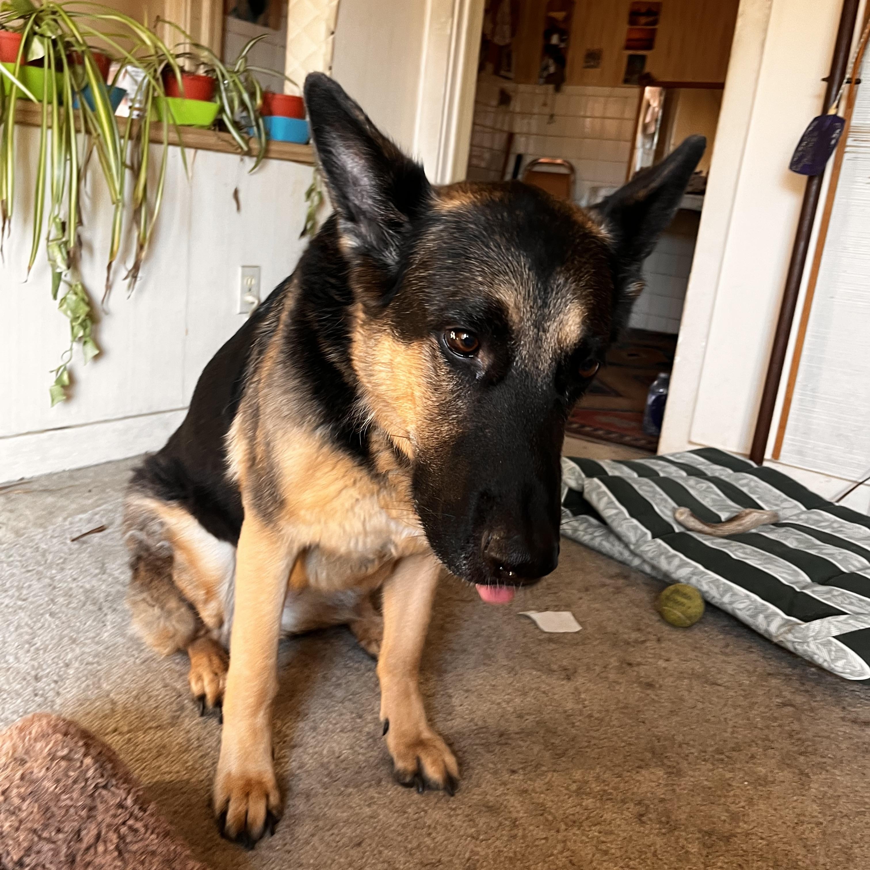Enlarge SISSI, a ADOPTABLE German Shepherd Dog in North York, ON image 2/6