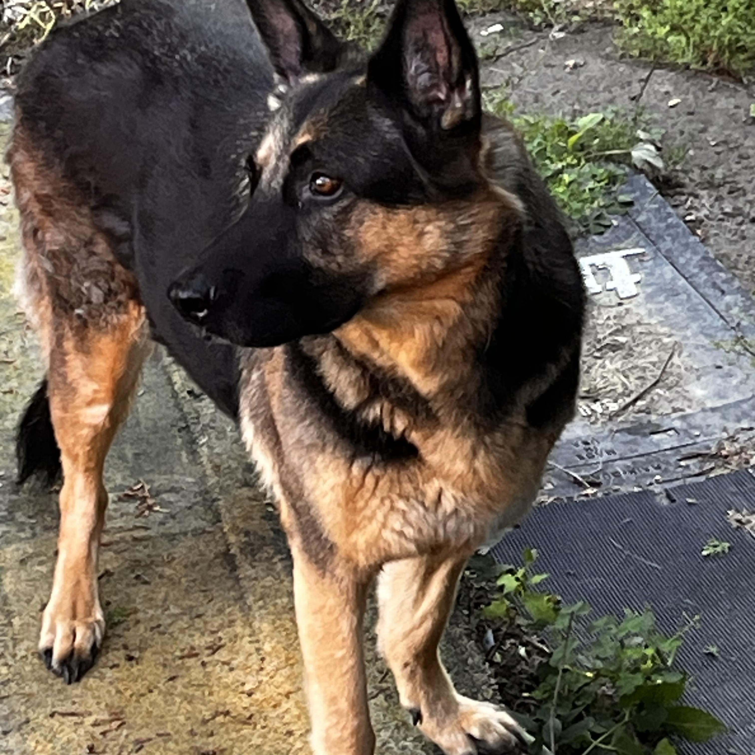 Enlarge SISSI, a ADOPTABLE German Shepherd Dog in North York, ON image 5/6