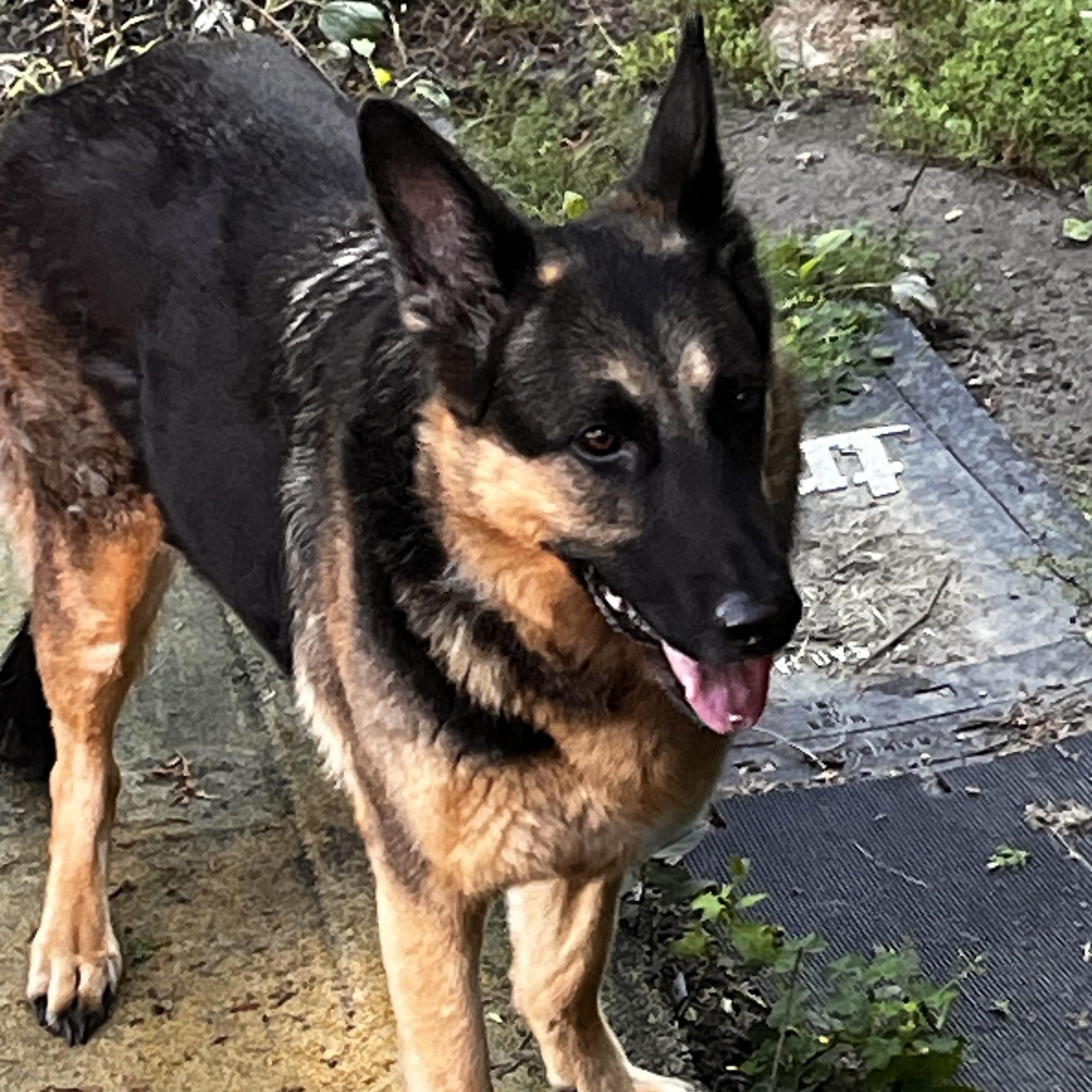 SISSI, ADOPTABLE, Senior Female German Shepherd Dog.