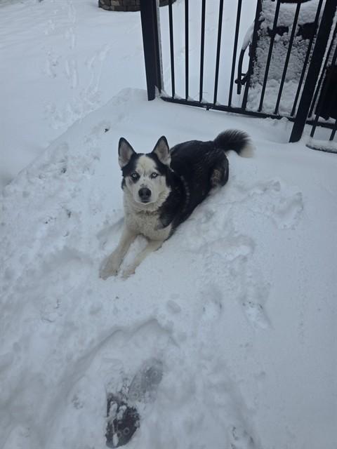 Enlarge SHADOW, a Adoptable mixed breed in Ogden, UT image 1/1