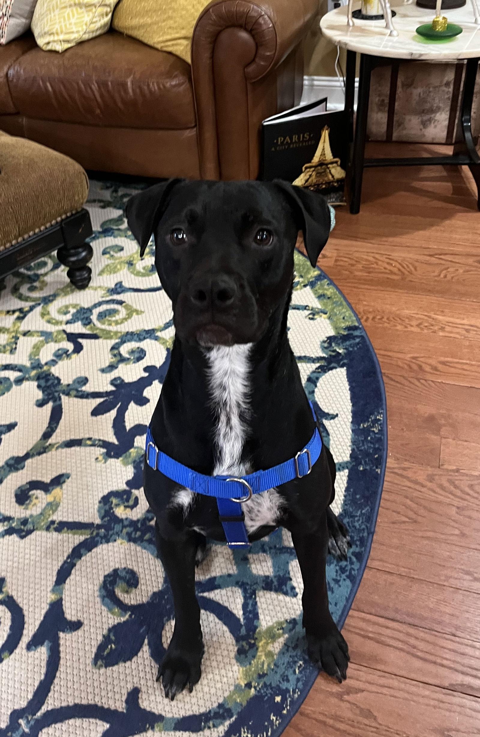 Moose, a Adoptable mixed breed in Tarrytown, GA image 1/3