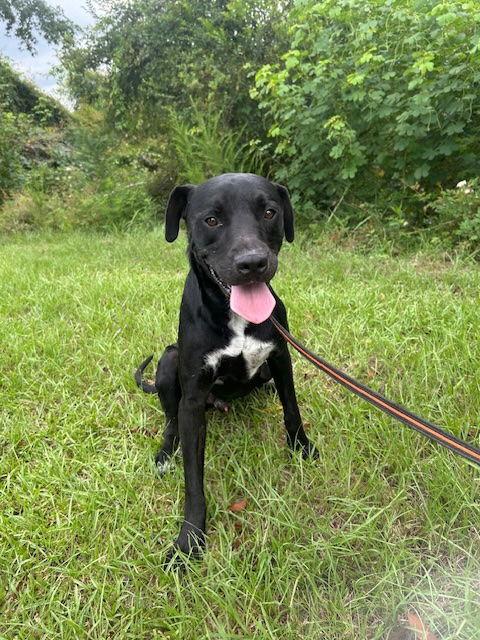 Moose, Adoptable, Adult Male American Bulldog & Labrador Retriever.